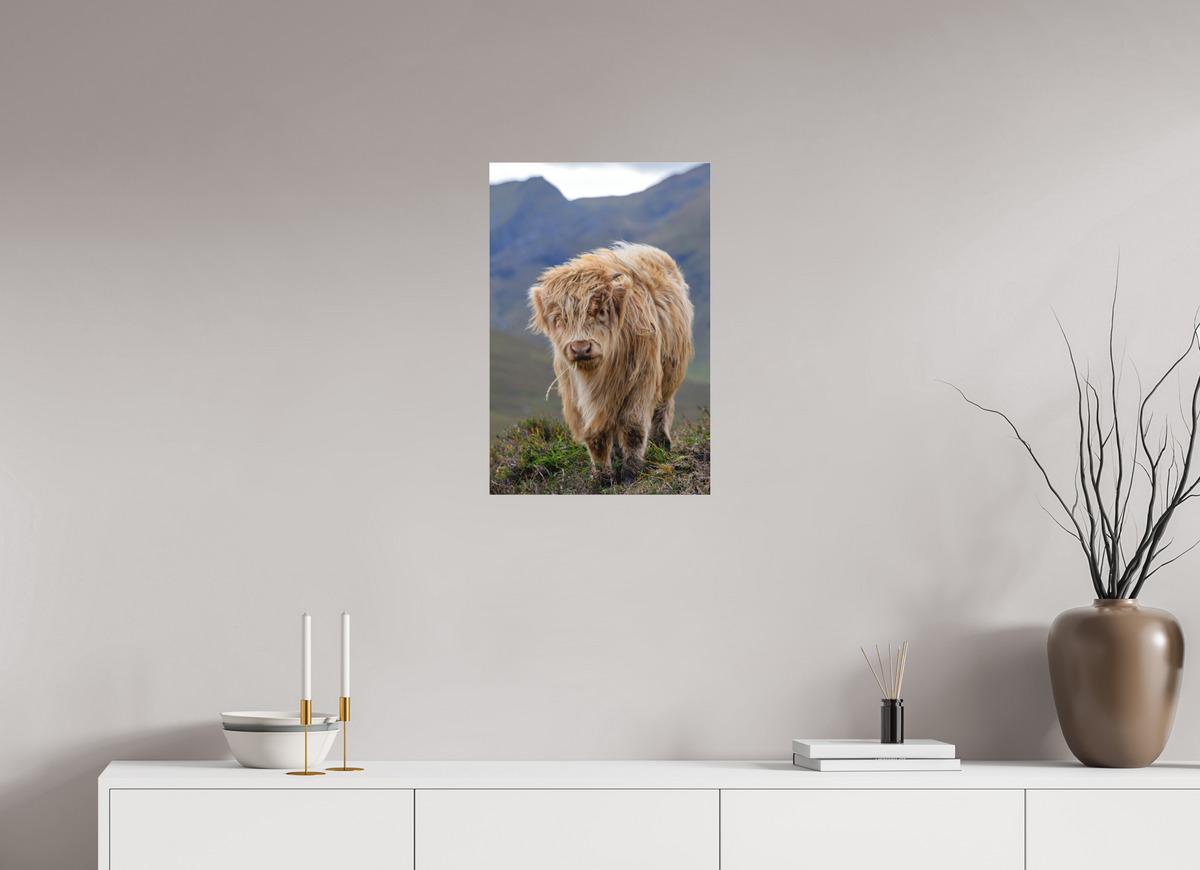 16 x 24″, Matte Acrylic Glass without frame Scottish Highland "Coo" on Matte Acrylic Glass without frame