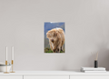 8 x 12″, Matte Canvas with wrapped edges - no frame Scottish Highland "Coo" on Canvas