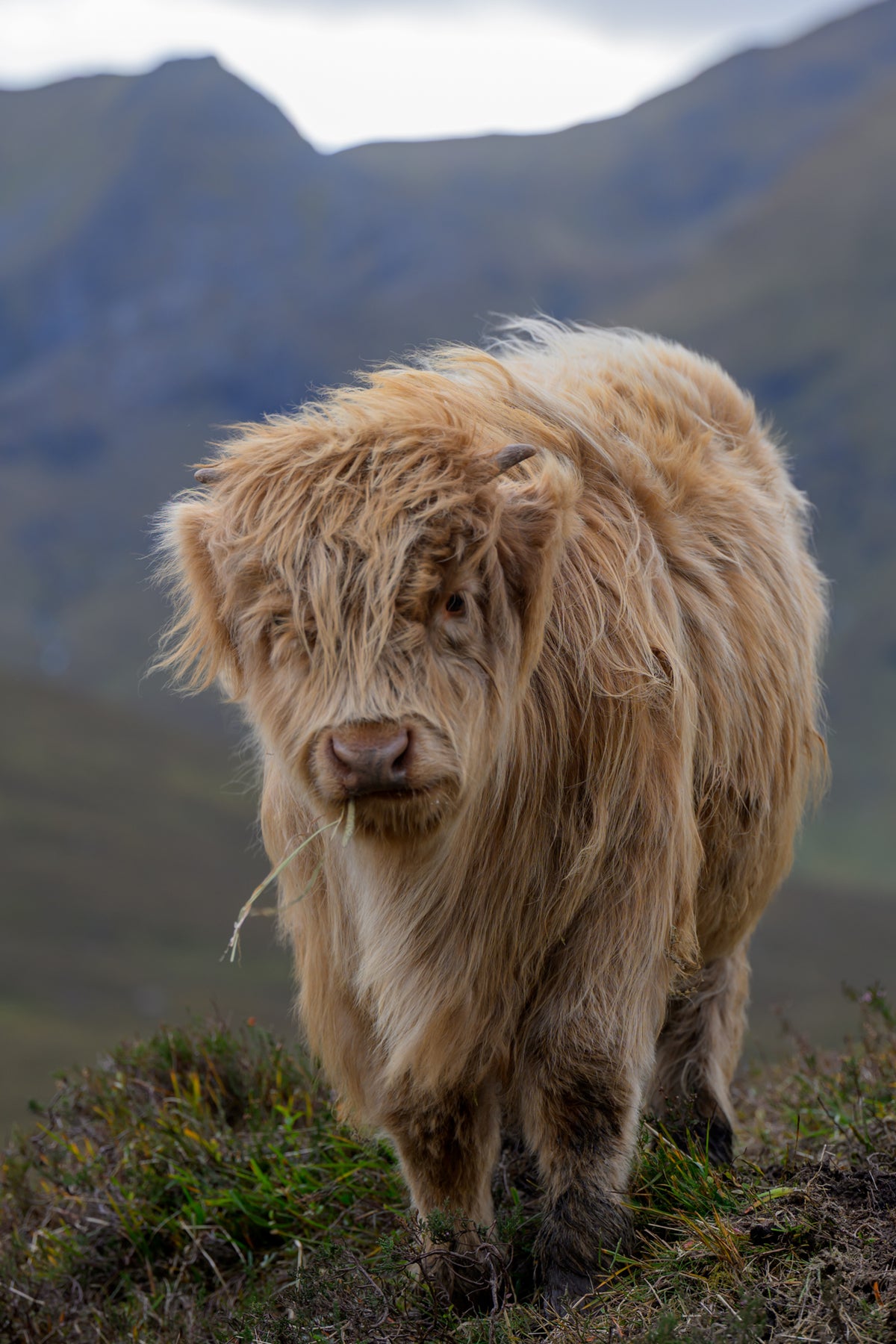 Scottish Highland "Coo" on Canvas