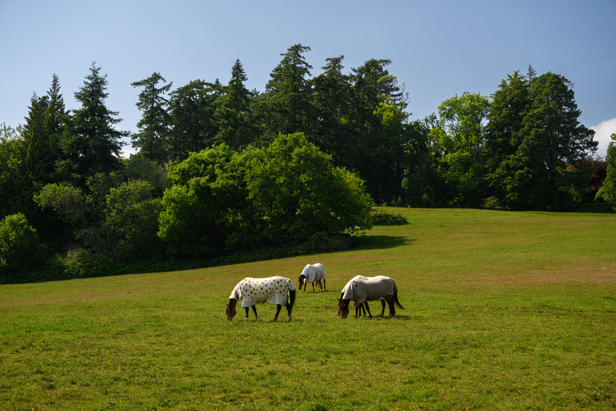 Horses near Powerscourt Gardens on canvas