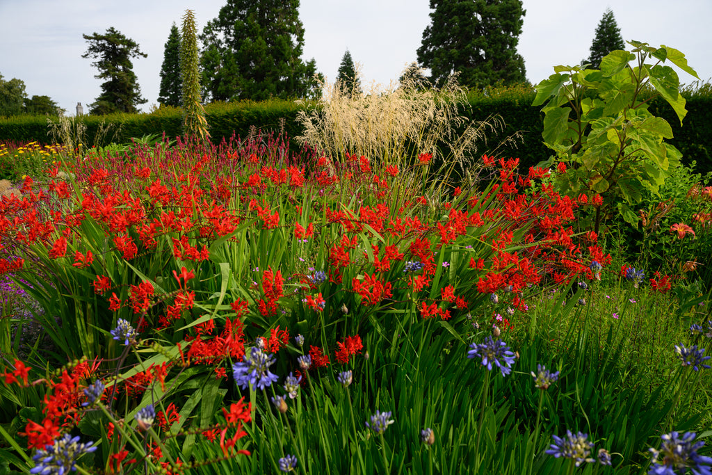 Powerscourt Gardens B on canvas