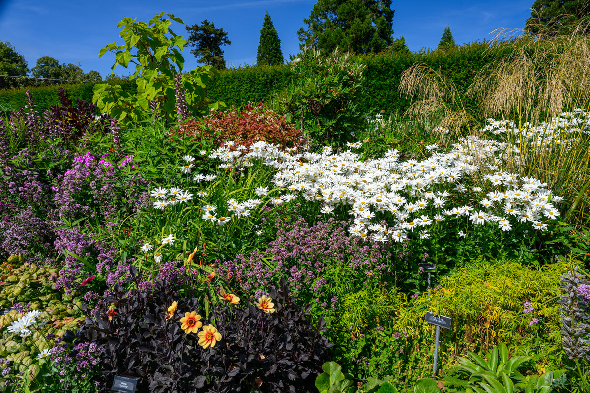 Powerscourt Gardens A on canvas