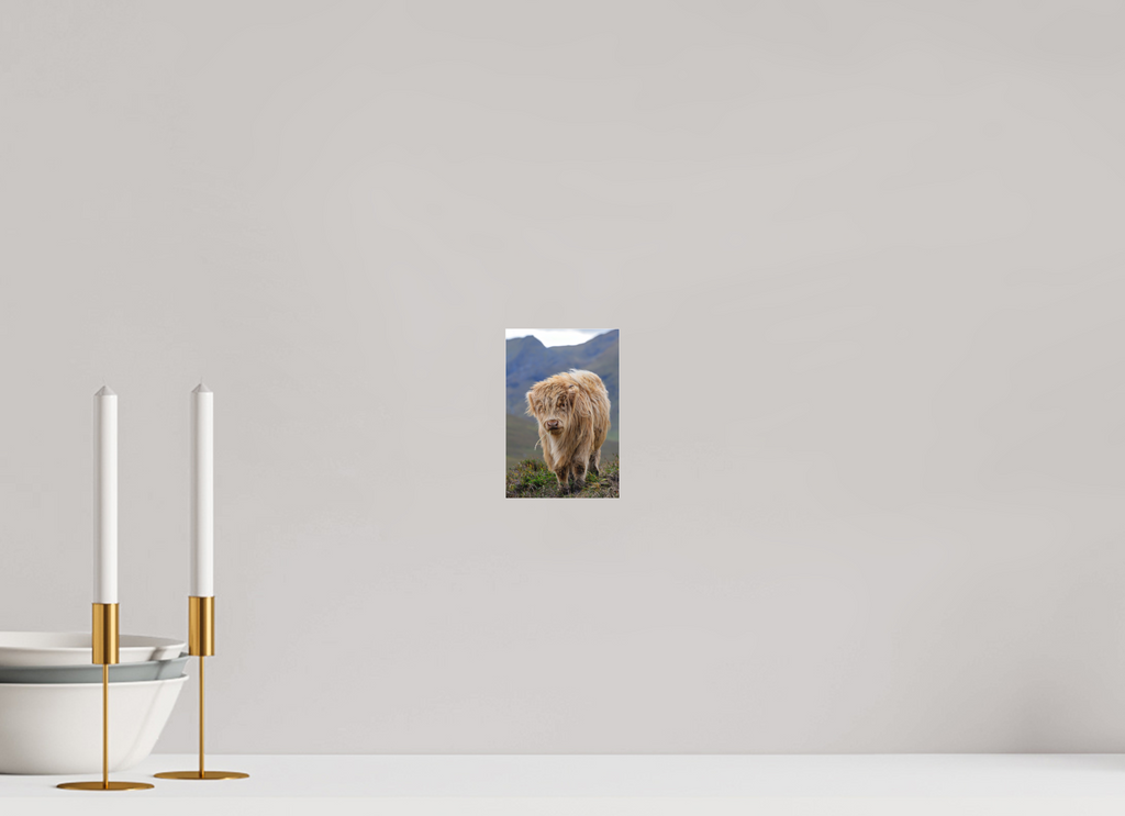 4 x 6″, Matte Acrylic Glass without frame Scottish Highland "Coo" on Matte Acrylic Glass without frame