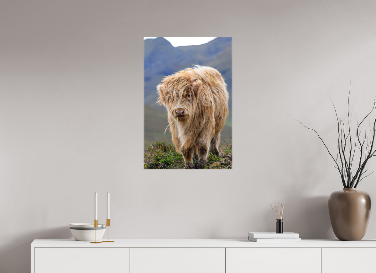20 x 30″, Matte Canvas with wrapped edges - no frame Scottish Highland "Coo" on Canvas