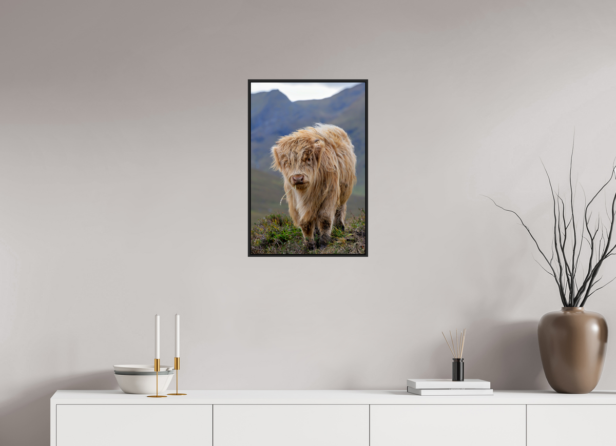 16 x 24″, Acrylic Glass Black Matt .24" frame Scottish Highland "Coo" under acrylic glass with black frame