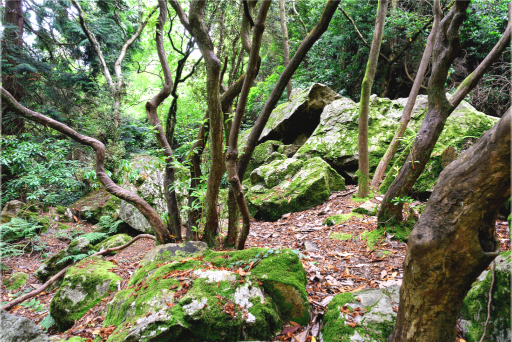 Main image Enchanted forest near Howth on canvas