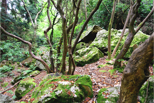 Main image Enchanted forest near Howth on canvas