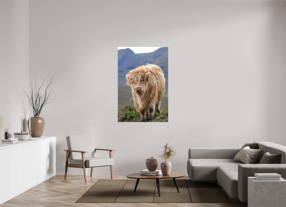 36 x 54″, Matte Canvas with wrapped edges - no frame Scottish Highland "Coo" on Canvas