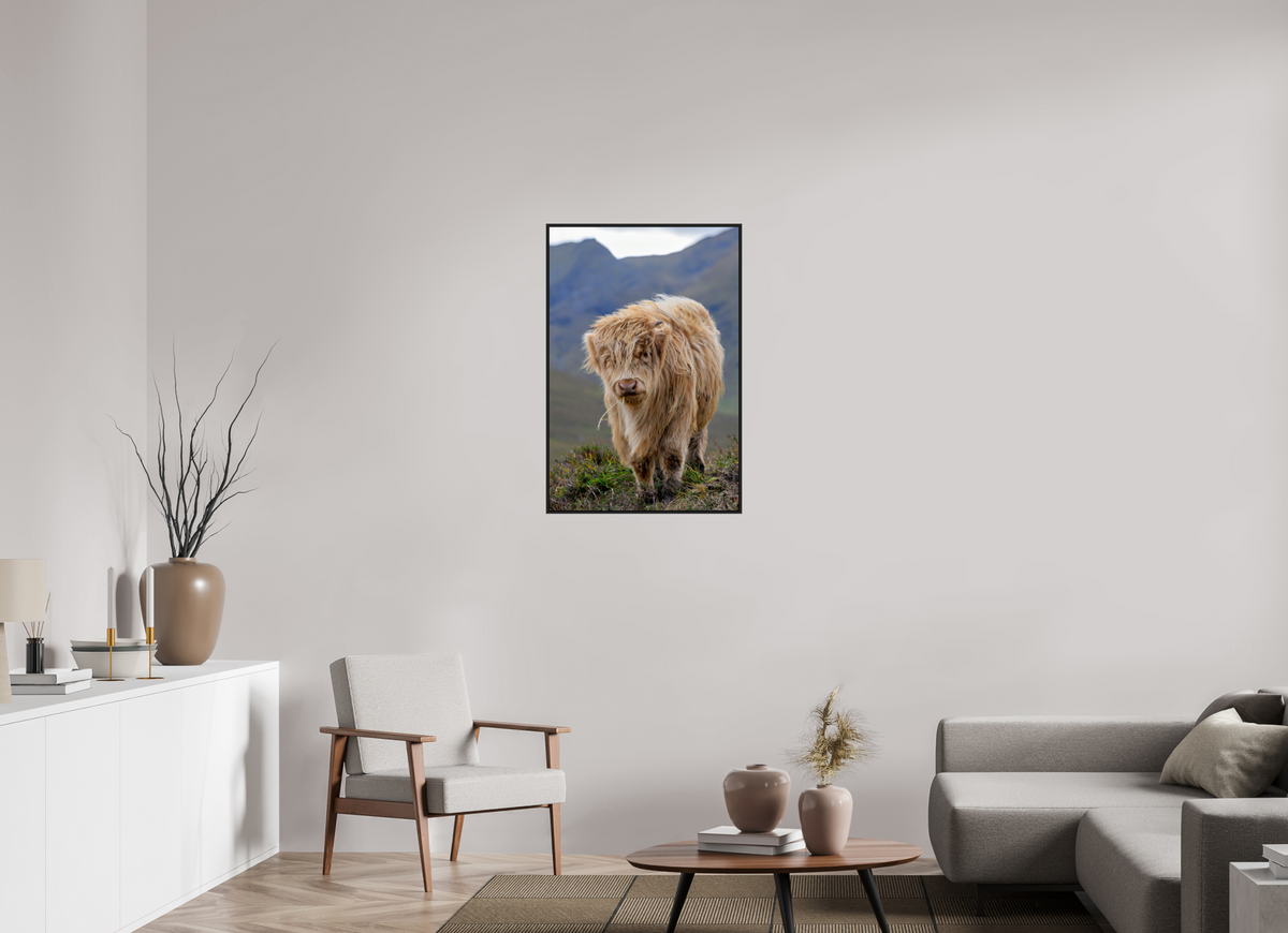 24 x 36″, Acrylic Glass Black Matt .24" frame Scottish Highland "Coo" under acrylic glass with black frame
