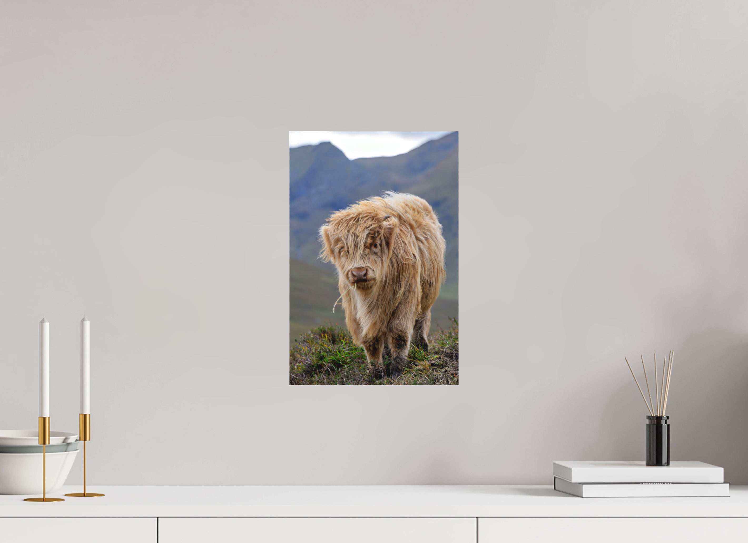 10 x 15″, Matte Acrylic Glass without frame Scottish Highland "Coo" on Matte Acrylic Glass without frame