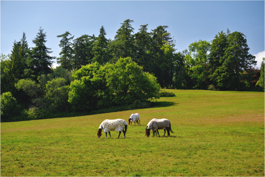 Main image Horses near Powerscourt Gardens under acrylic glass