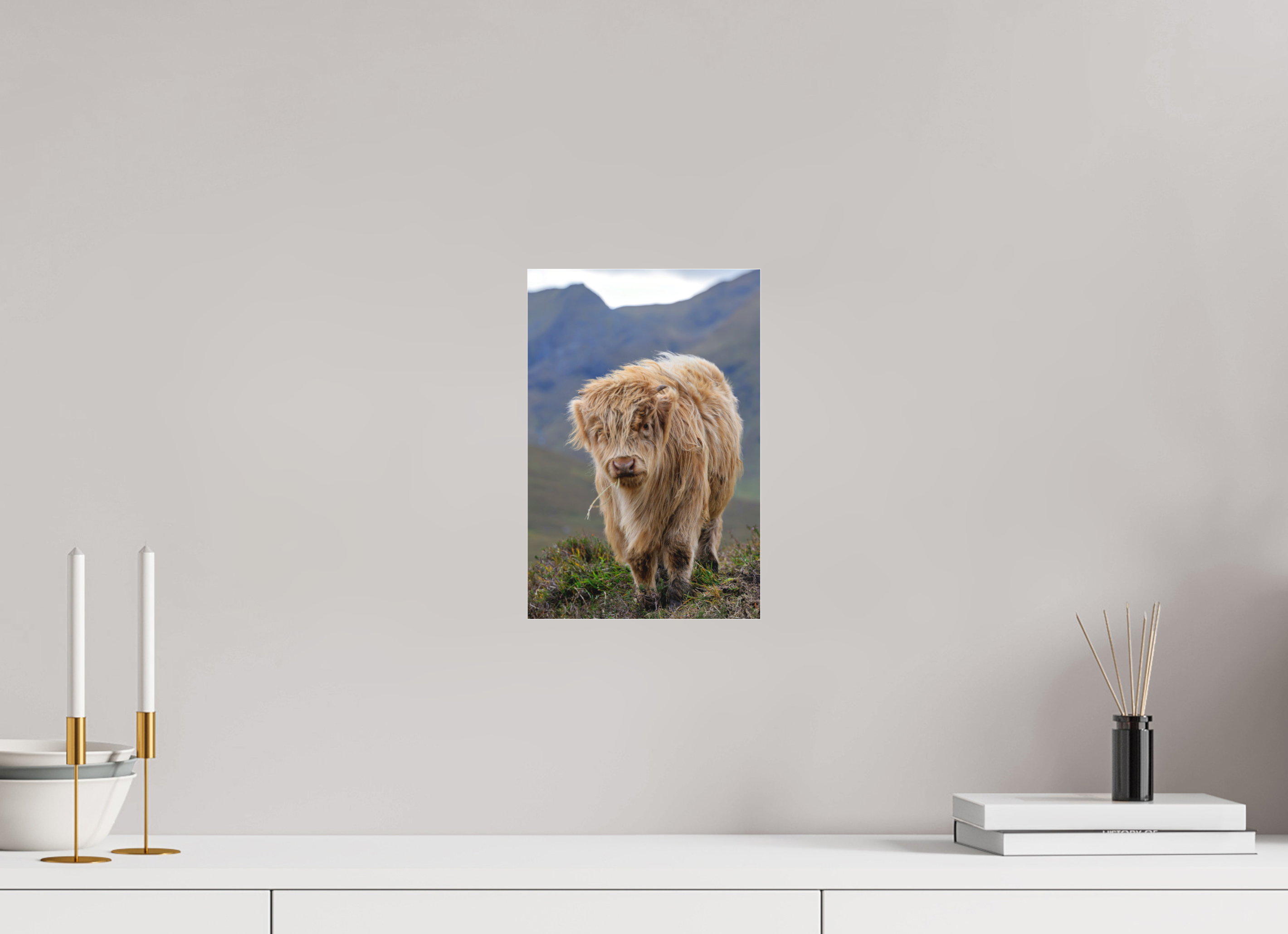 8 x 12″, Matte Acrylic Glass without frame Scottish Highland "Coo" on Matte Acrylic Glass without frame