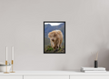 8 x 12″, Acrylic Glass Black Matt .24" frame Scottish Highland "Coo" under acrylic glass with black frame